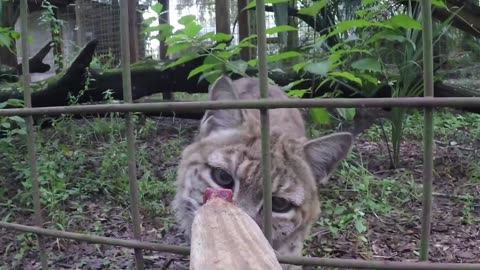 BIG CATS Getting Snacks!