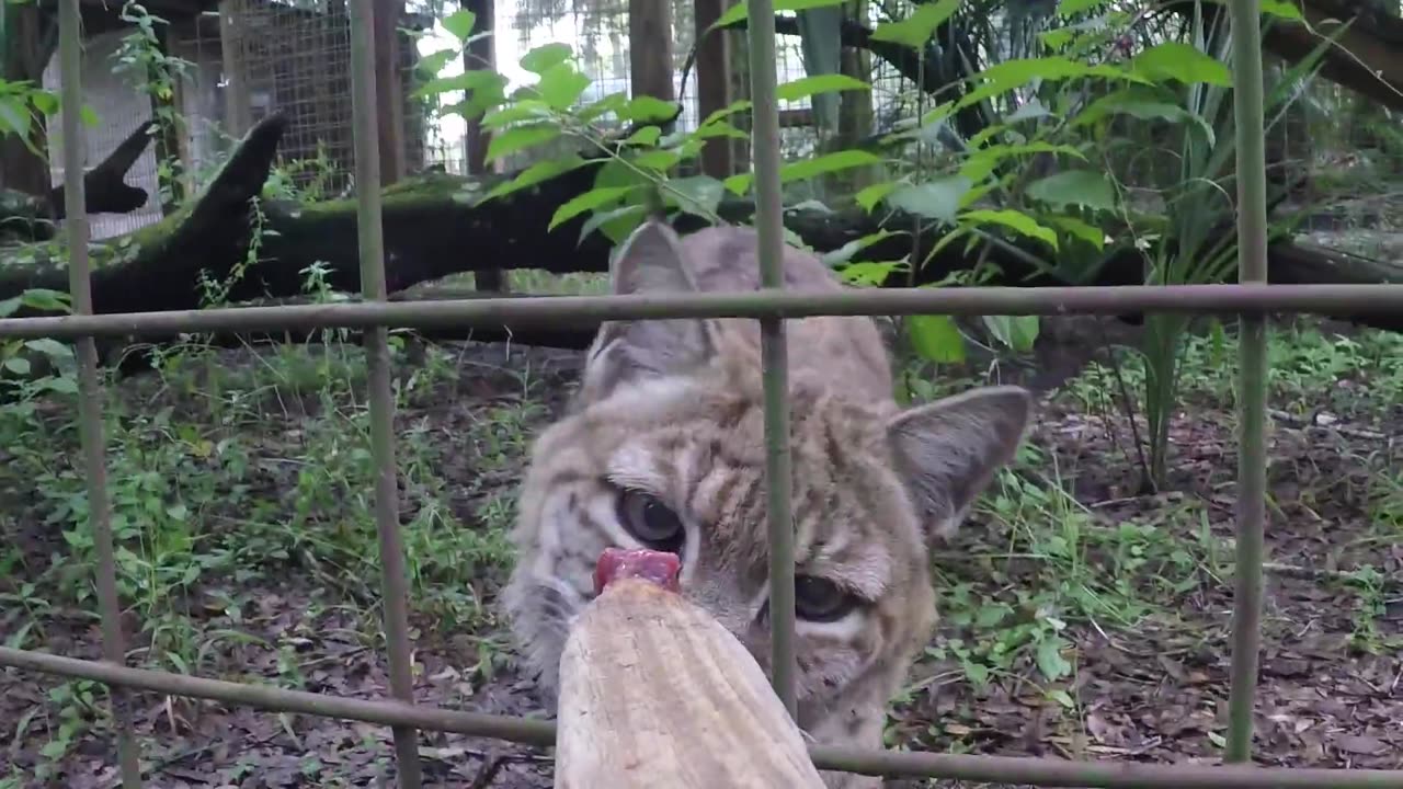 BIG CATS Getting Snacks!