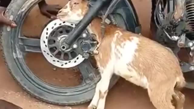 Goat_Stacked_In_bike