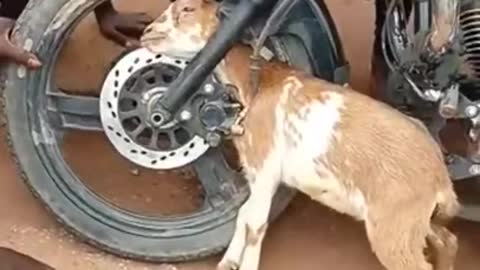 Goat_Stacked_In_bike