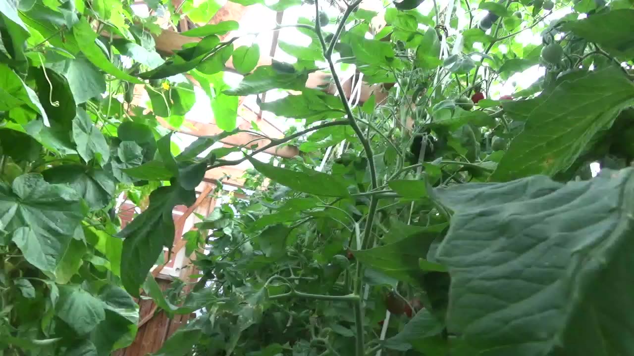 Greenhouse tour - Tomatos, Cucumbers and Grapes