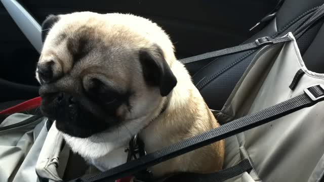 Dog Loses It After Finding Out He's At Pet Store