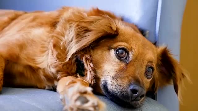 Música divertida para perritos sin copyright