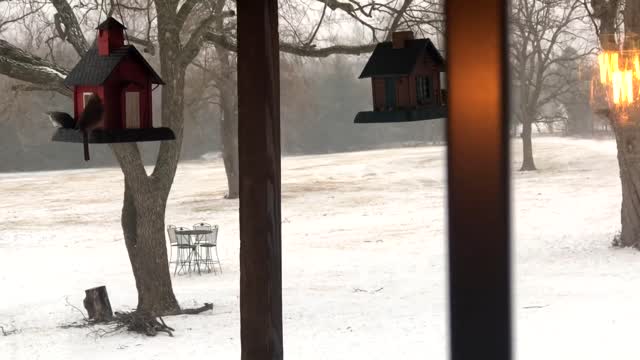 Bird feeder fun!