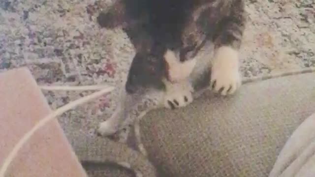 Funny fight between cat and toes (Cute Video)