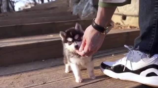 SIBERIAN Teacup Husky puppy