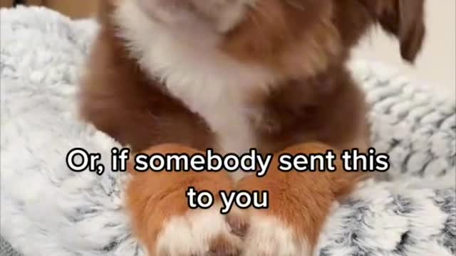 Wait for it #dogsoftiktok #puppy #funny