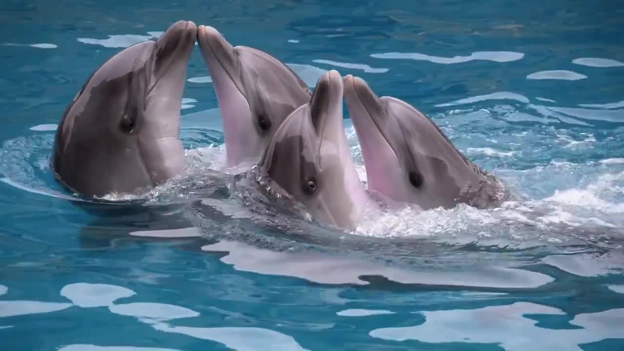 Playing dolphins.