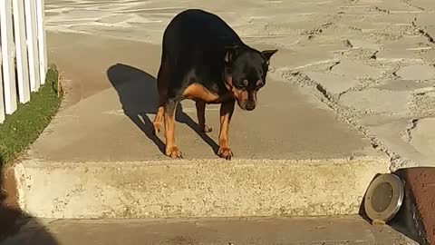 funny dog acting like stupid