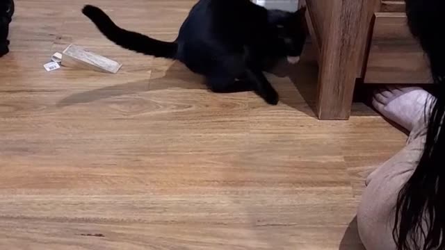 Funny cat video