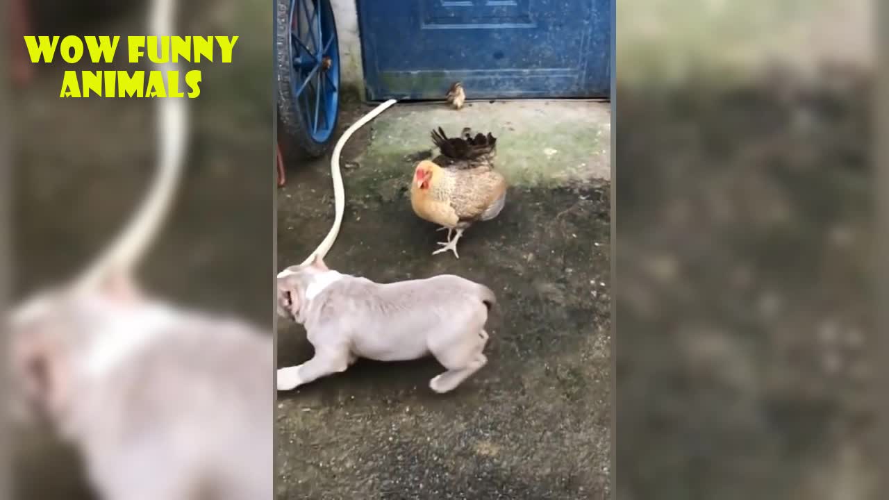 Chicken Vs Dog - Fight Video