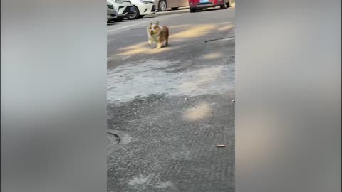 Running Corgi