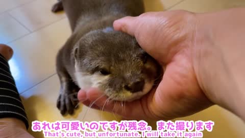 otter hugging the shower head