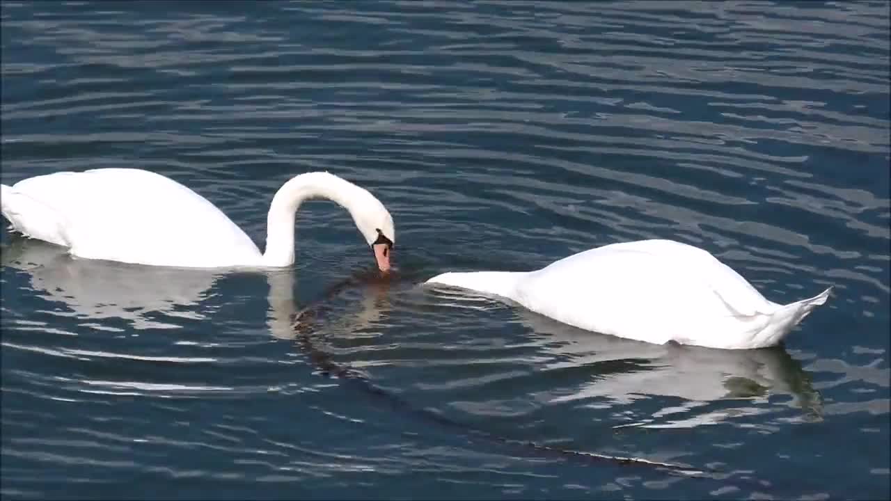Cygnes Amoureux