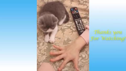 Cat dance video funny funny funny funny funny