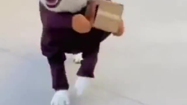 AMAZING DOG DOING DELIVERY JOB