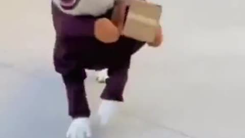 AMAZING DOG DOING DELIVERY JOB