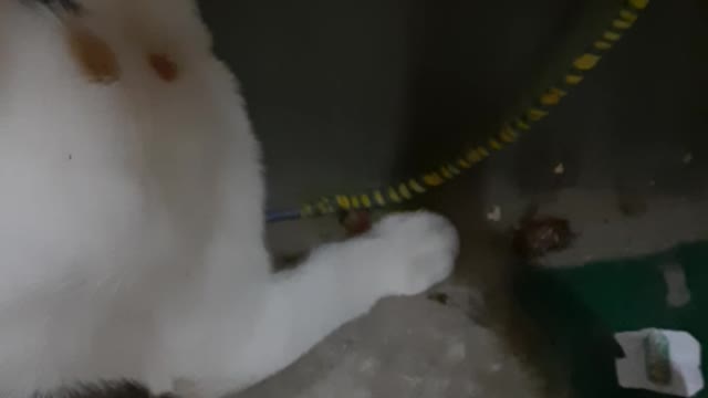 Sofi kitten after ground insects