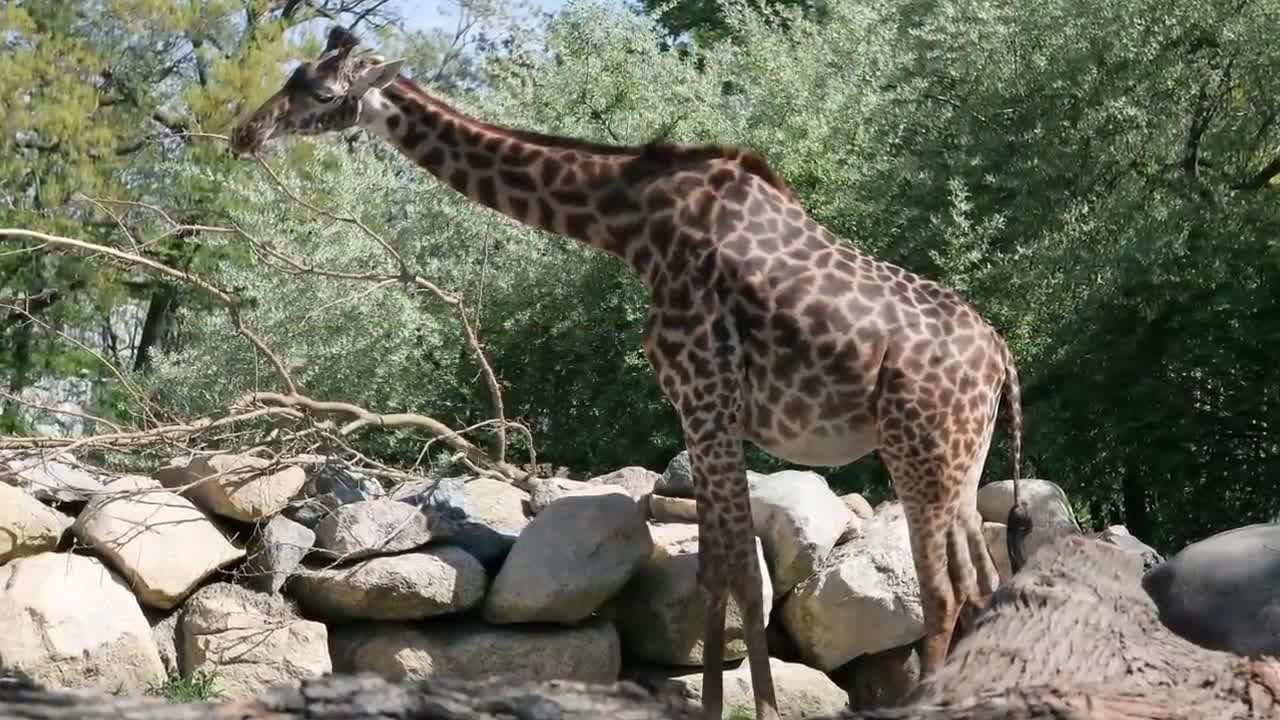 Os partos mais loucos do reino animal