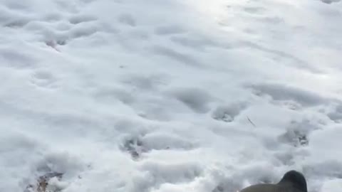 Small white dog in snow jumps at camera