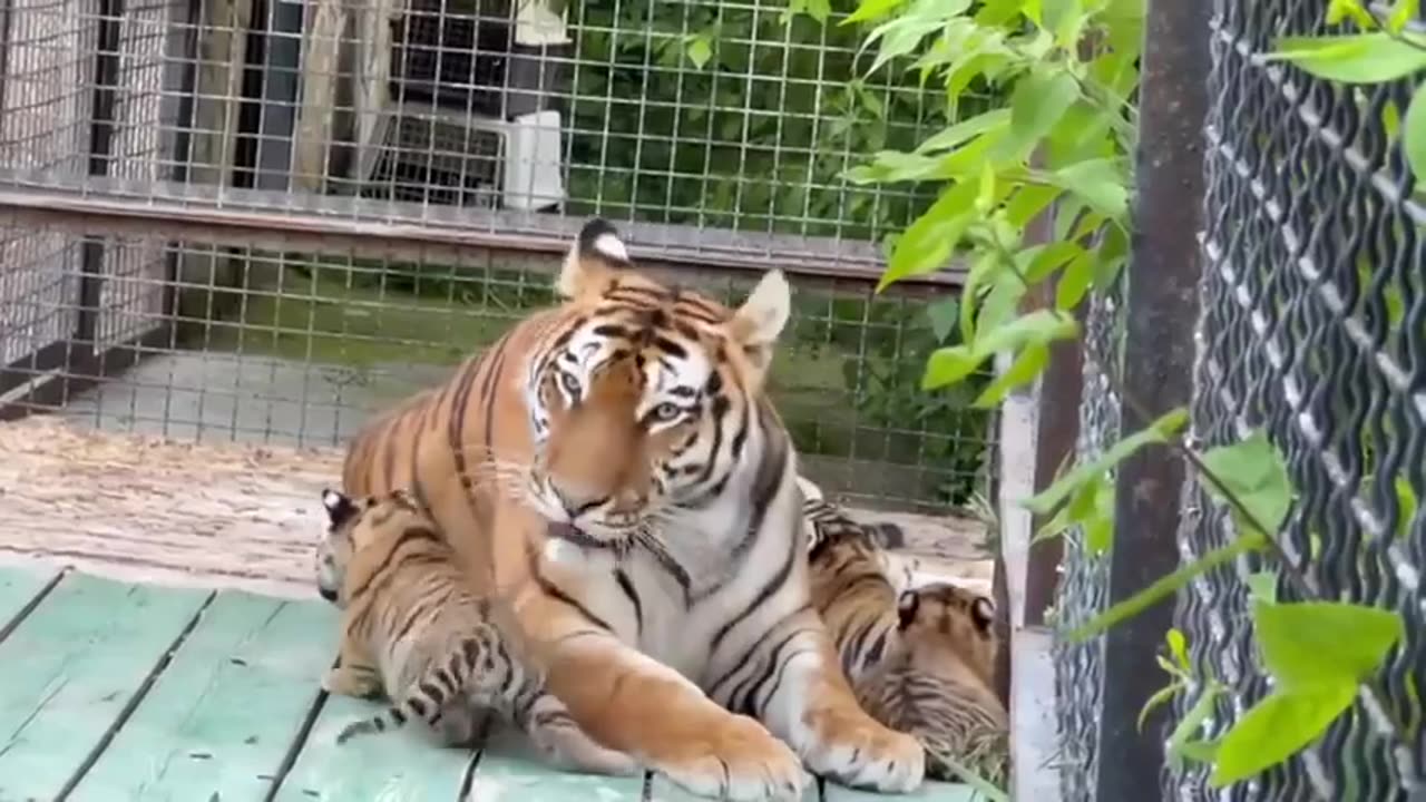 Mother Tiger & Kids in Zoo