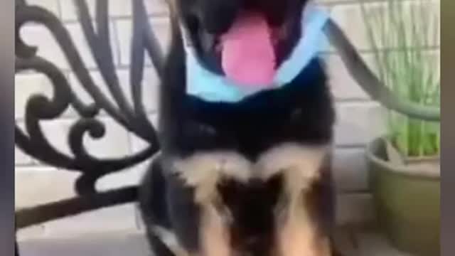 Dog wearing mask after hearing someone sneeze.