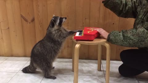 Raccoon Pianist