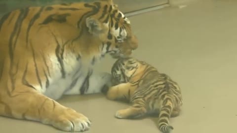 Adorable endangered amur tigar cub plays with mom at toronto zoo