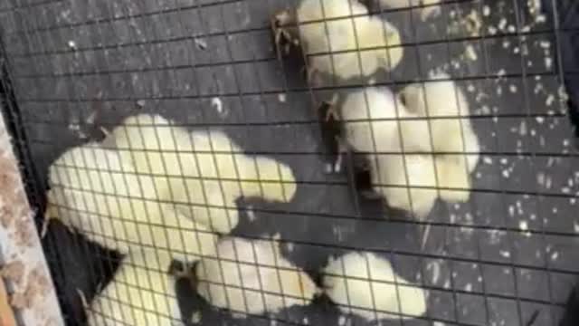 5 day old chicks playing rugby with a dead leaf.