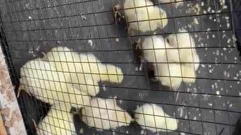 5 day old chicks playing rugby with a dead leaf.