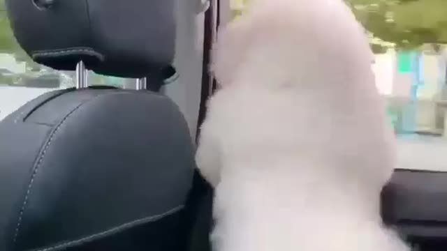 dog so cute and funny