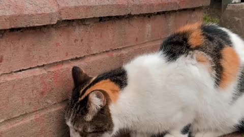 cats-eating-cat-food