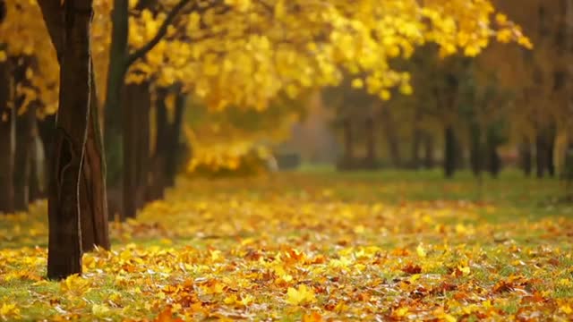 Relaxing Guitar Music, Sleep Music, Meditation Music, Study Music, Calm Music, Acoustic Guitar Music
