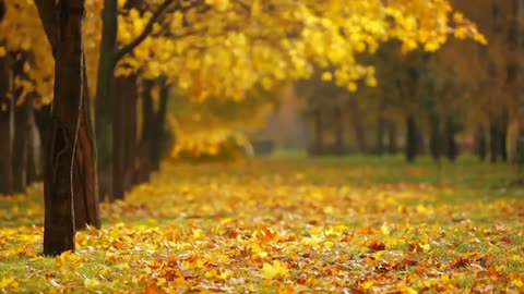 Relaxing Guitar Music, Sleep Music, Meditation Music, Study Music, Calm Music, Acoustic Guitar Music