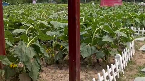 The sunflowers are all down