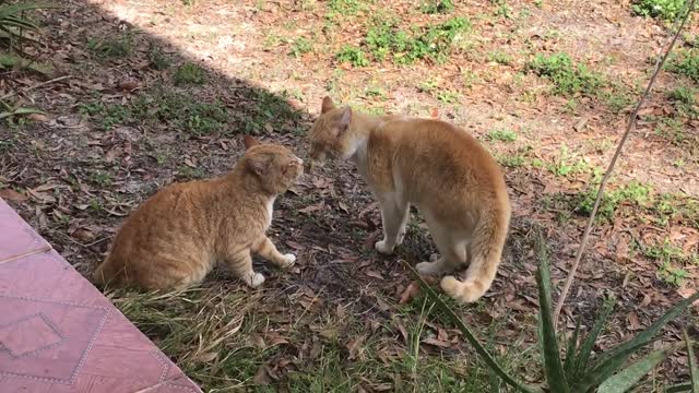 Cat Fight over territory