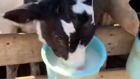 FUNNY ANIMALS VIDEOS TRY NOT TO LAUGH 🤣 | FUNNY CATS | FUNNY DOGS #4