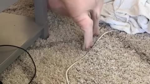 fyp#foryyou#minipigs#pig