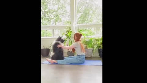 Funny Dog Video,short funny dog video, Maya Funny Video Channel.