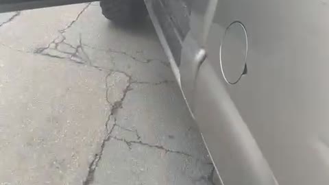 Random Husky on the Loose Hops into Truck