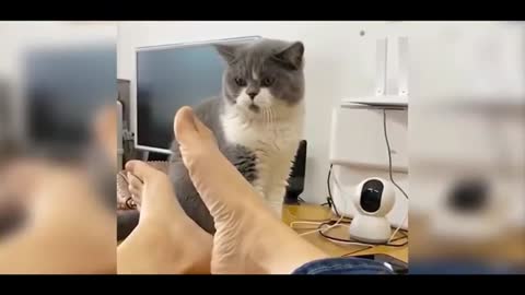 #funny #funnycat funny cat video very interesting