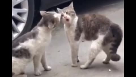 Must watch 🛑 Cat videos 2022 !!!! Beautiful cat and Dog 🐕😻