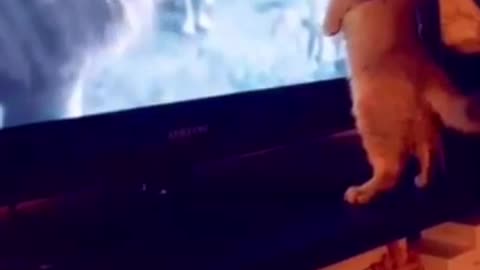 BRAVE CAT DESTROY LION KING😅😅😅 #Shorts #funny #feline #cat #cute #kitten #pets #mustwatch #viral