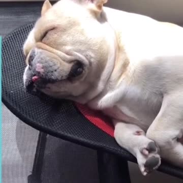 Dog funny , dog bed , pulldog