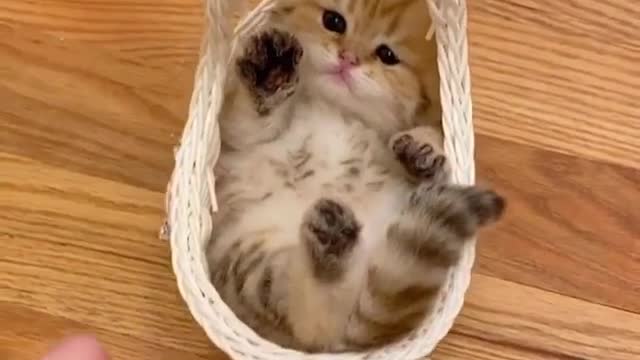 This cat is super adorable