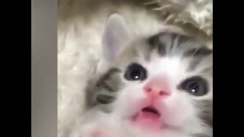 Lovely Cat Funny Reaction