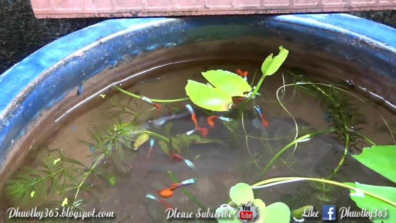 Raising fish for house decoration