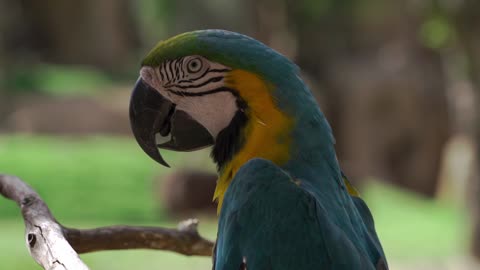 cockatoo funny