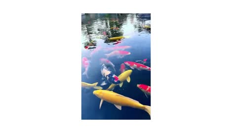 Ikan Hias Koi