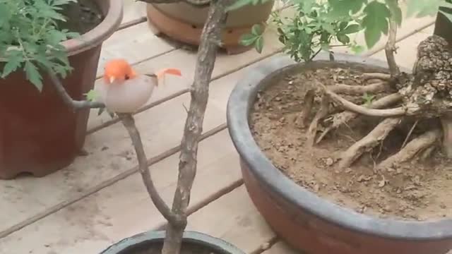 Potted plant with dead branches grows new buds